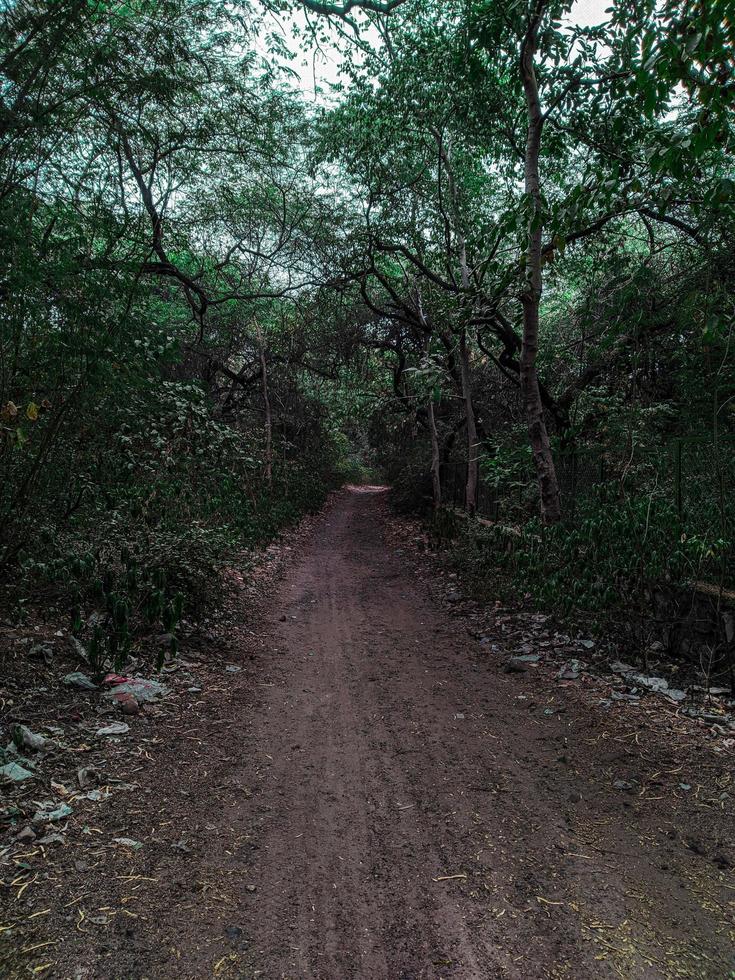camino oscuro en un bosque foto