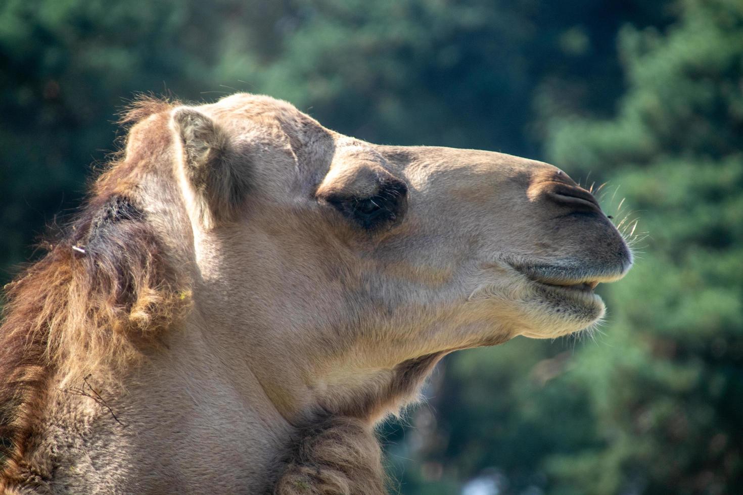 Camel side head photo