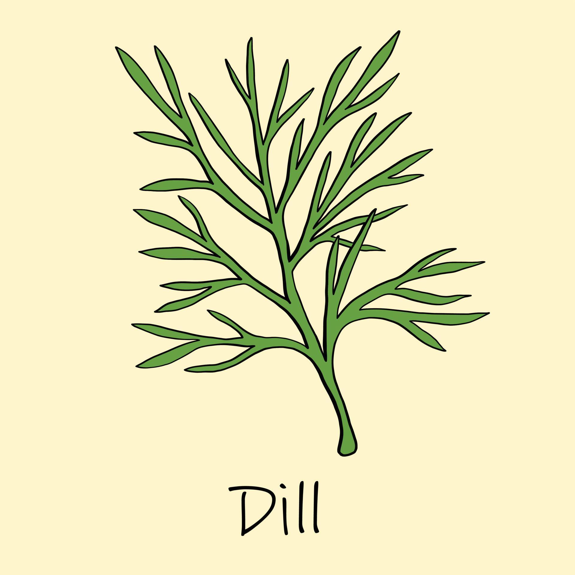 Doodle freehand sketch drawing of dill. 3527856 Vector Art at Vecteezy