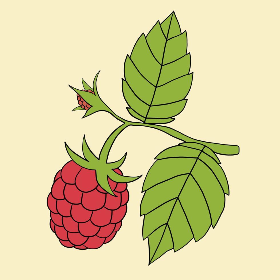 Doodle freehand outline sketch drawing of raspberry fruit. vector