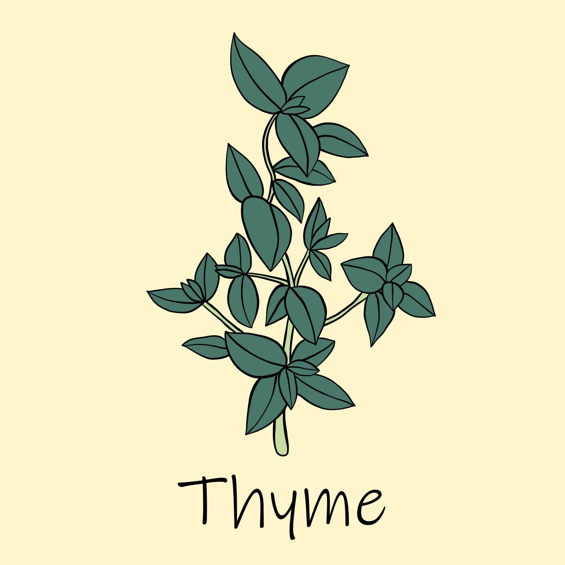 Doodle freehand sketch drawing of thyme. 3527862 Vector Art at Vecteezy