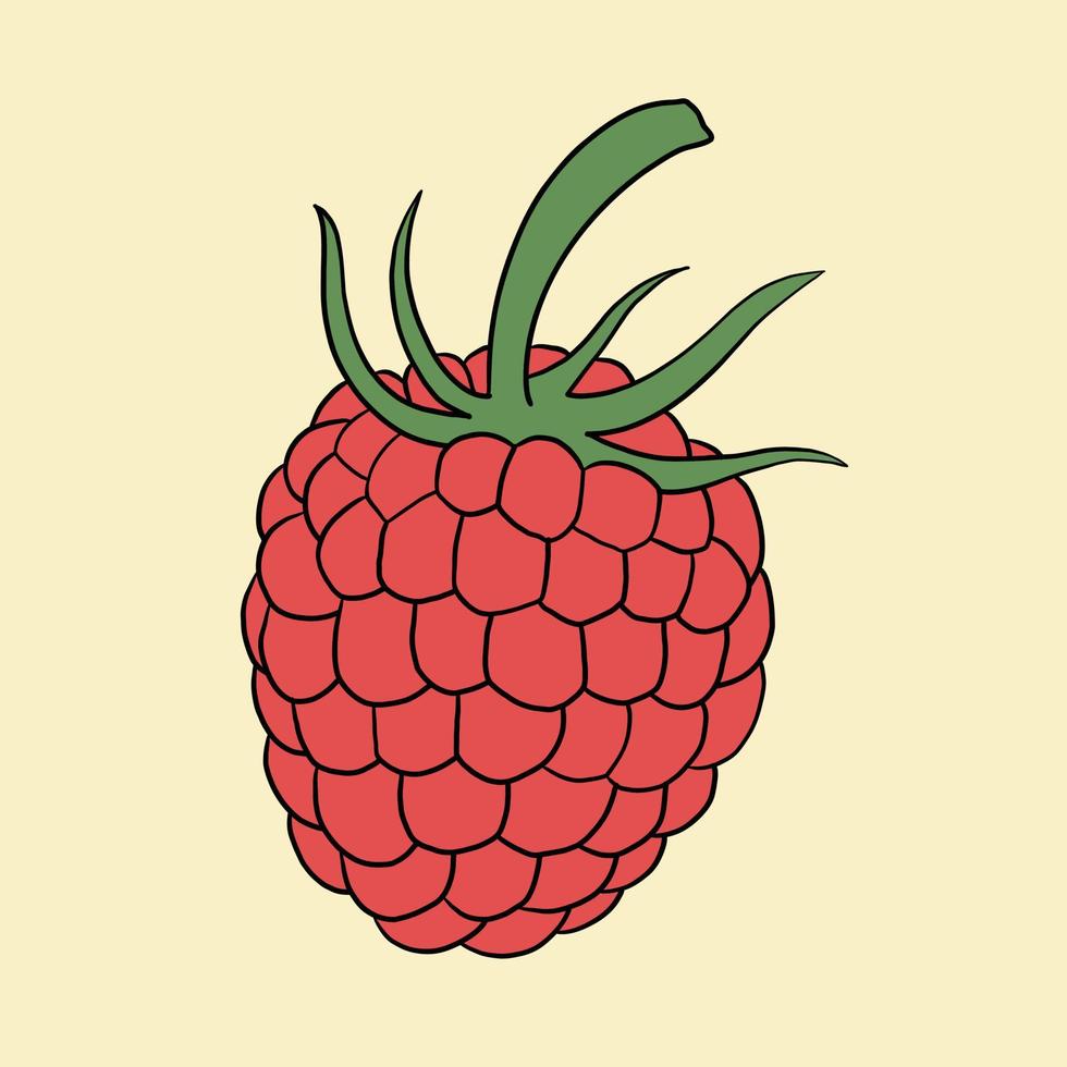 Doodle dibujo de bosquejo a mano alzada de fruta frambuesa. concepto de estilo de vida de dieta saludable. vector