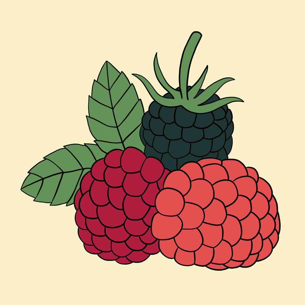 Doodle freehand outline sketch drawing of raspberry fruit. vector