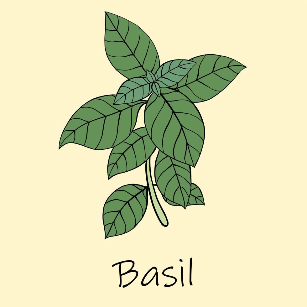 Doodle freehand sketch drawing of basil. vector