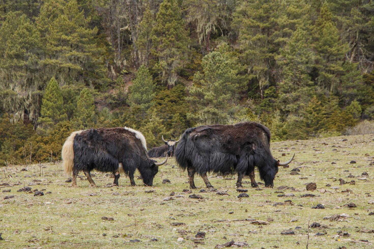 Yak eating grass in Pudacuo national park in Shangri La, Yunnan China photo