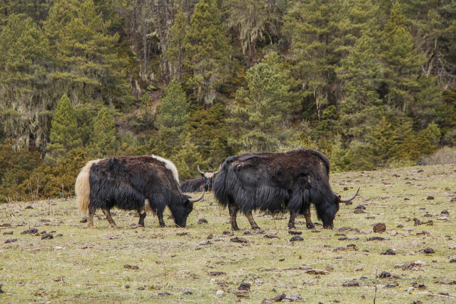 Yak comiendo hierba en el parque nacional pudacuo en shangri la, yunnan china foto