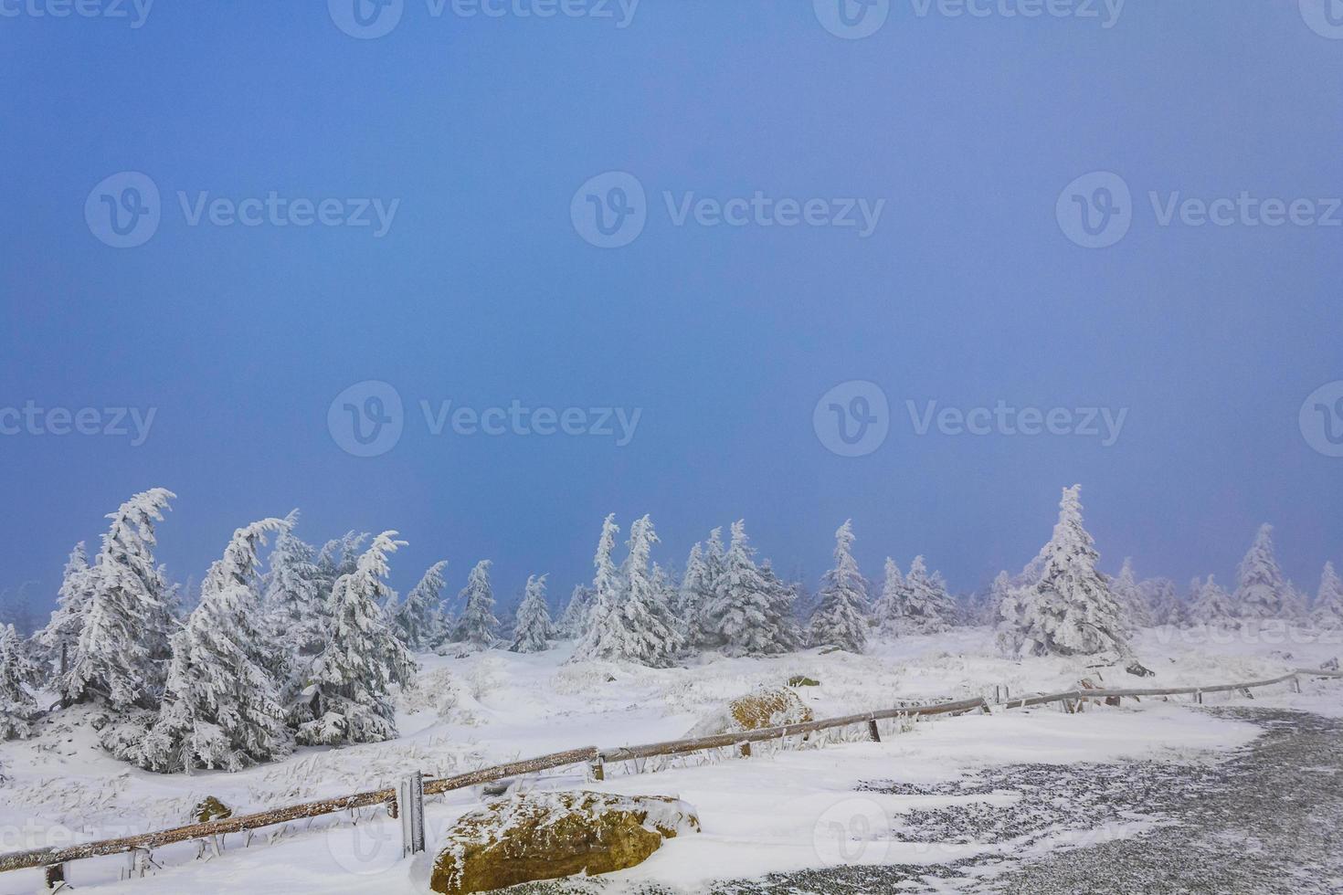 Forest landscape at night icy fir trees Brocken mountain Germany. photo