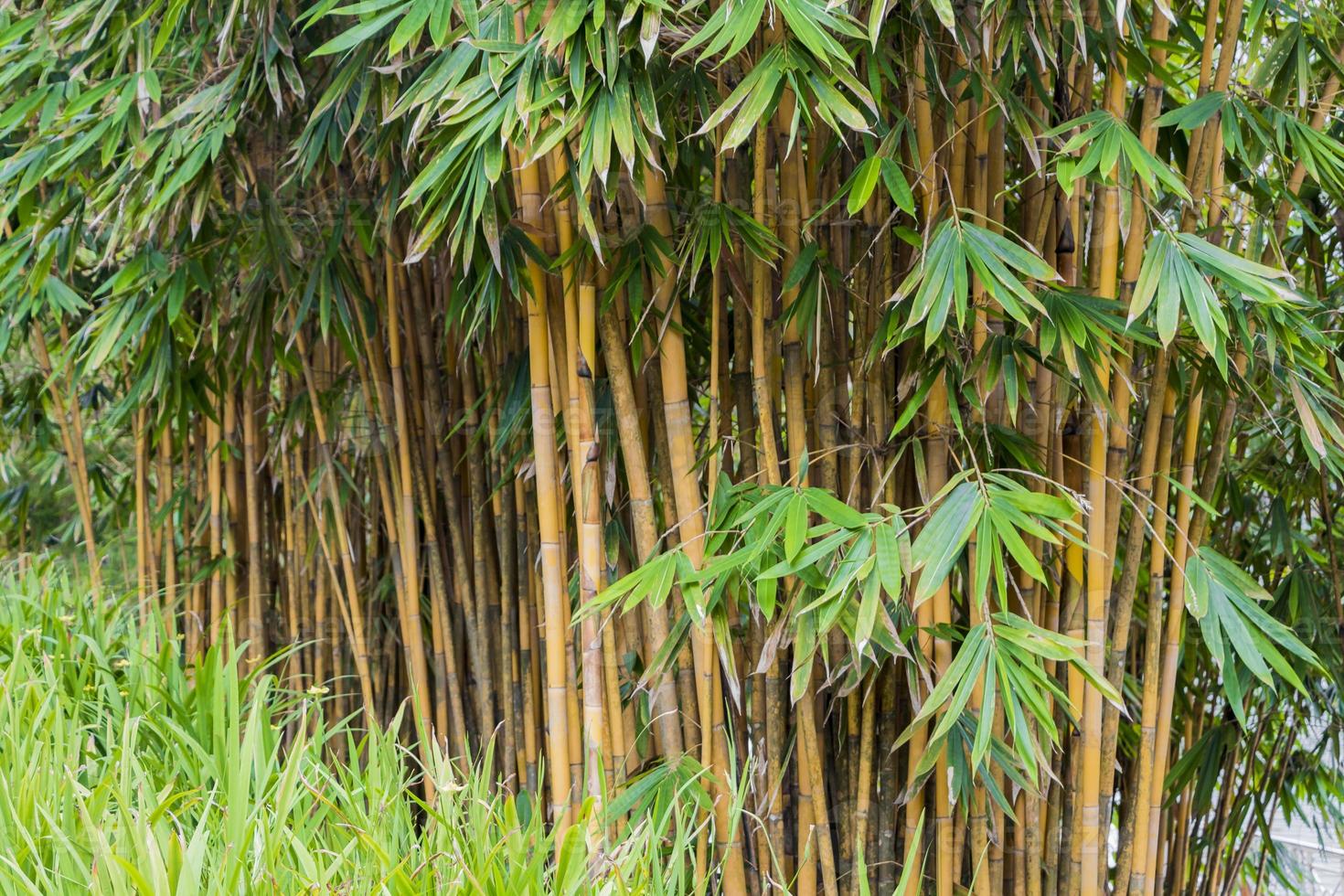 Plantas de bambú en los jardines botánicos de Perdana, Kuala Lumpur foto