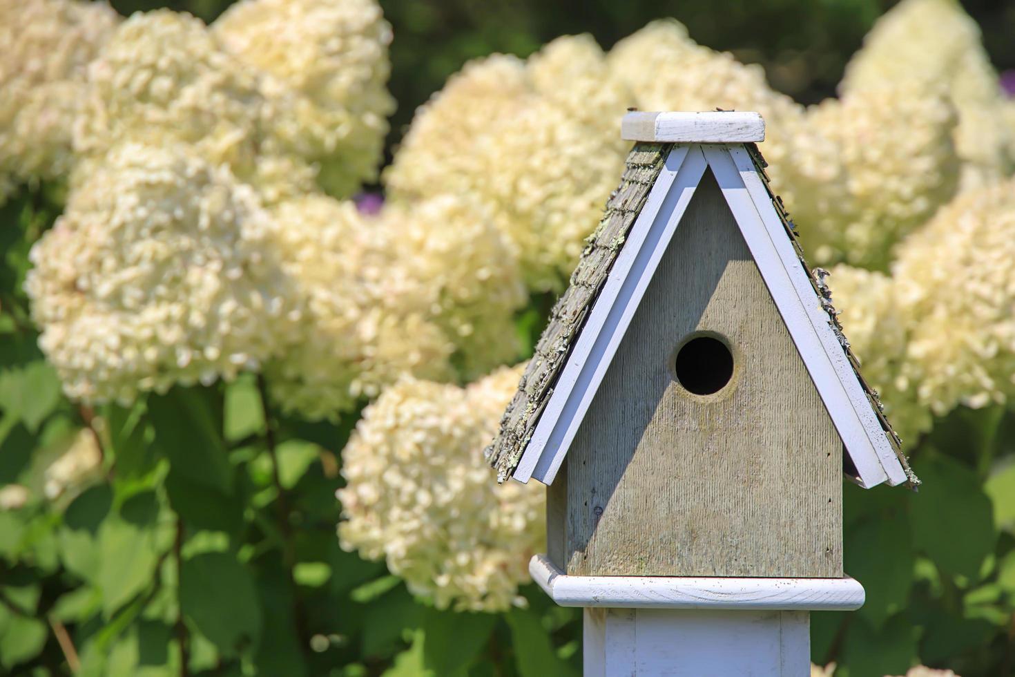 Wooden birdhouse in front of a flowering Hydrangea plant photo
