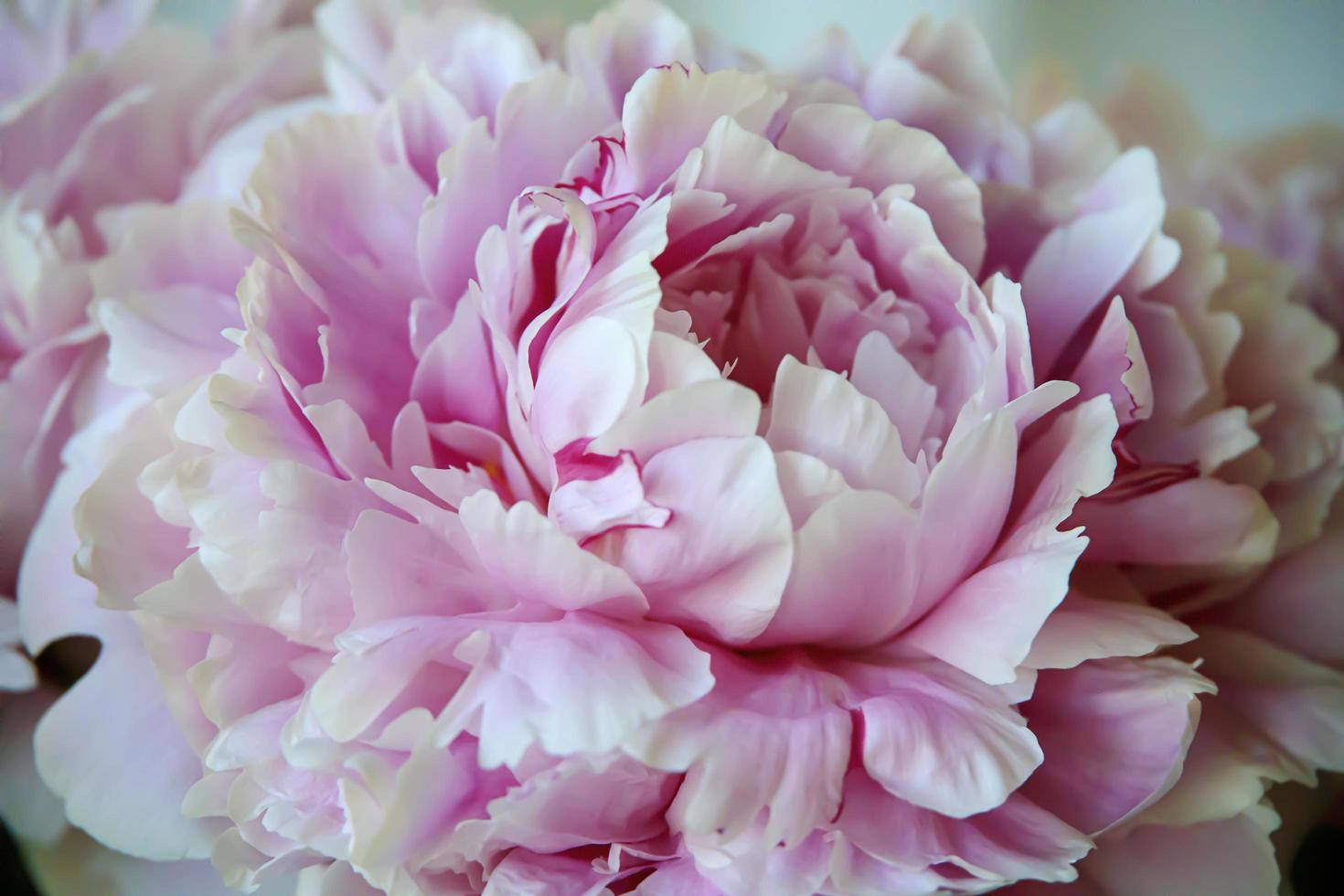Flowering pink flower in a vase on a porch photo