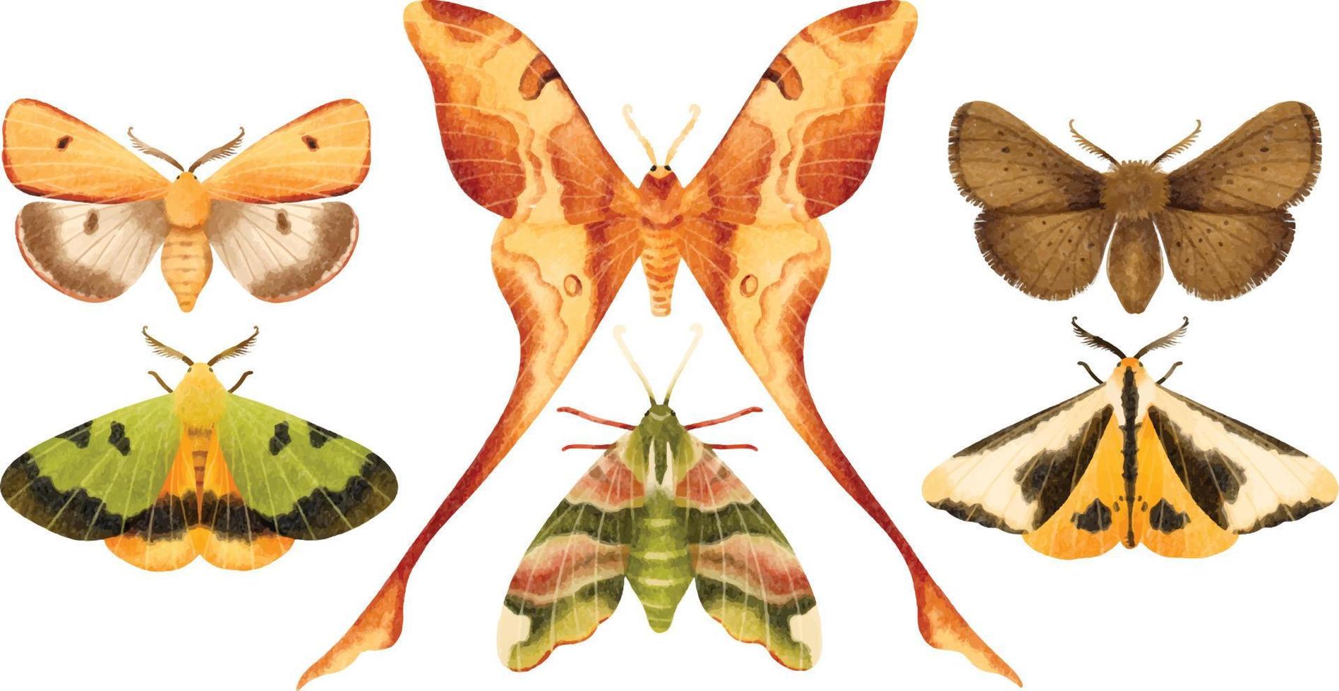 colección de ilustración pintada a mano acuarela mariposa polilla vector