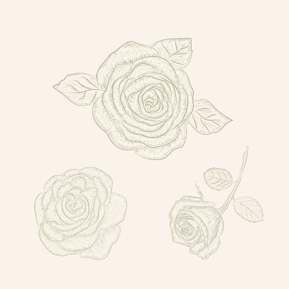 rose flower sketch vector