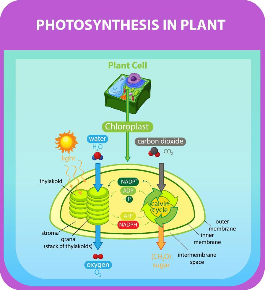 Diagram showing process of photosynthesis in plant vector