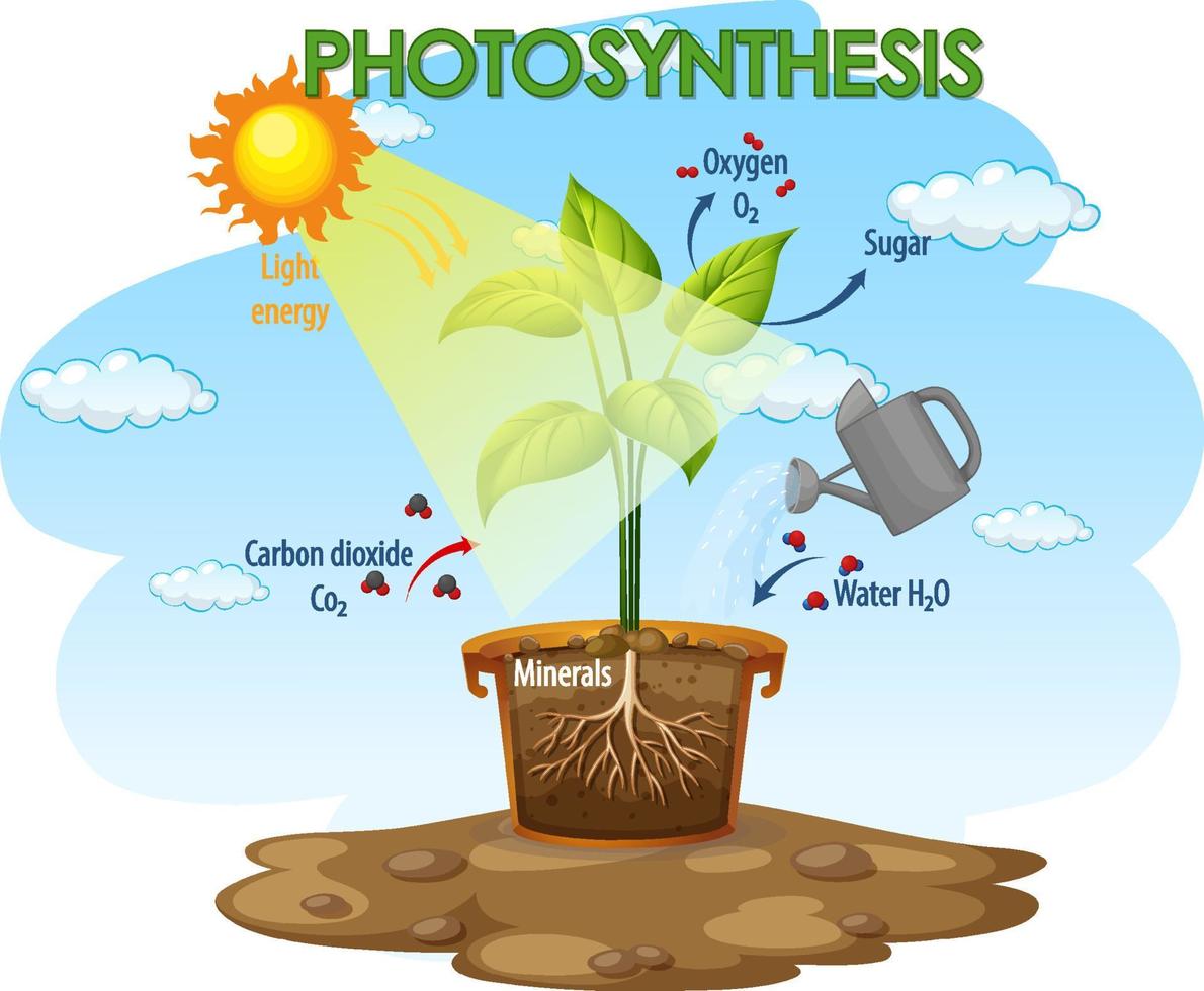 Diagram showing process of photosynthesis in plant vector