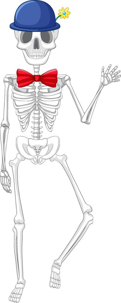 Anatomía del esqueleto humano aislado vector