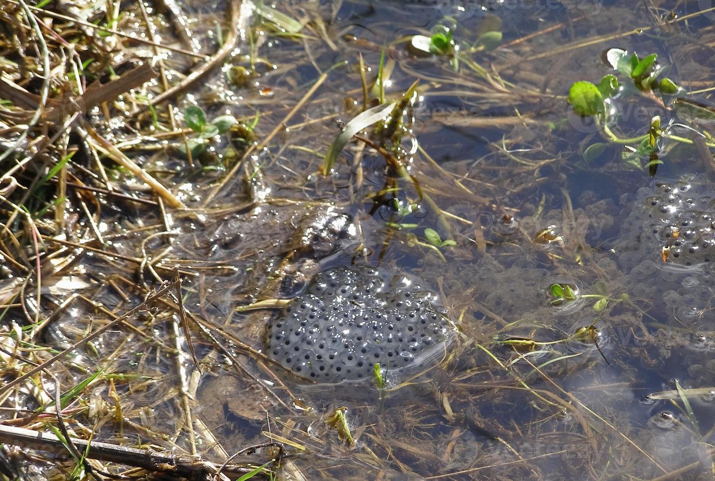 Frog eggs in pond photo