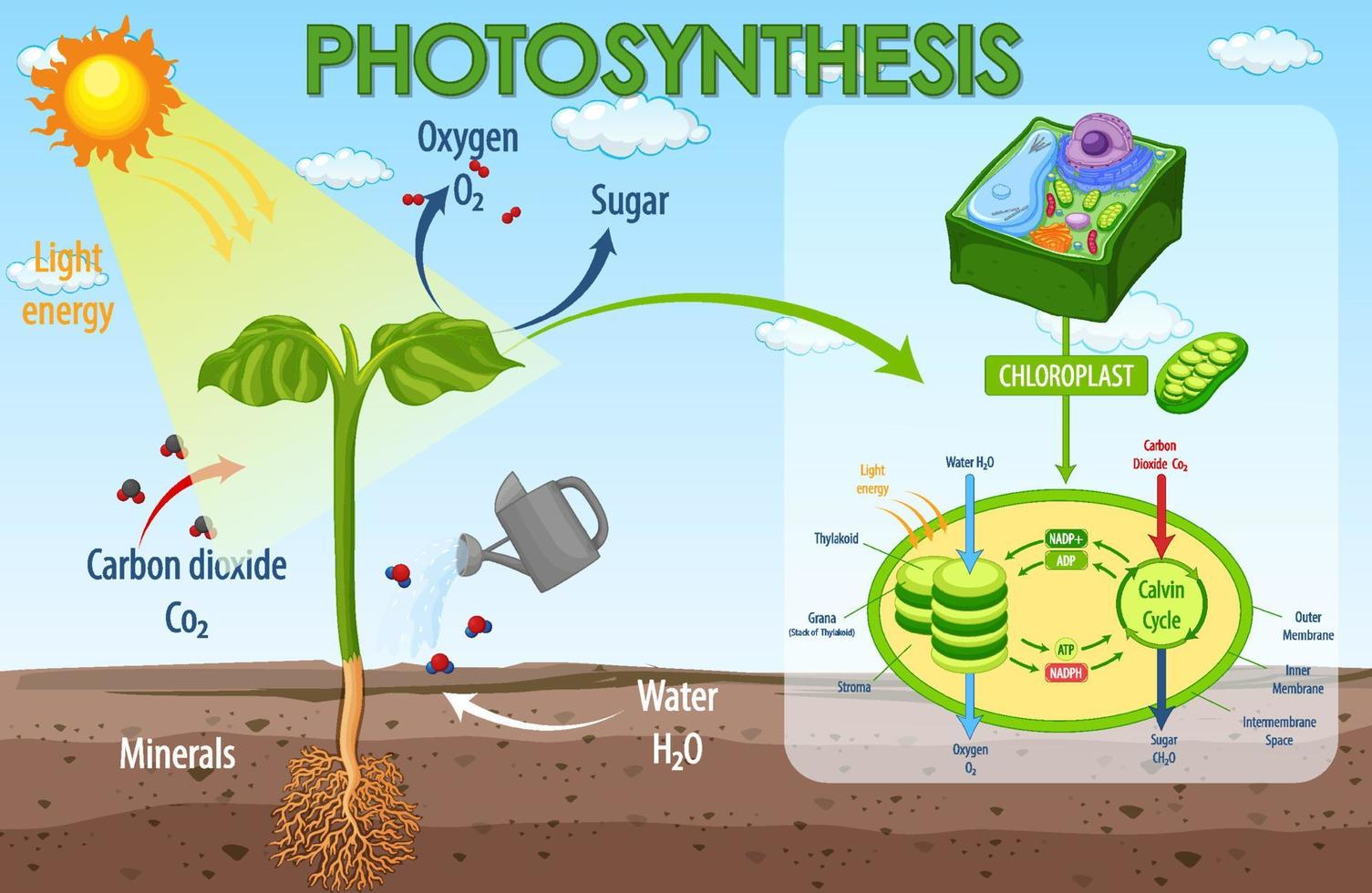 Diagram showing process of photosynthesis in plant vector