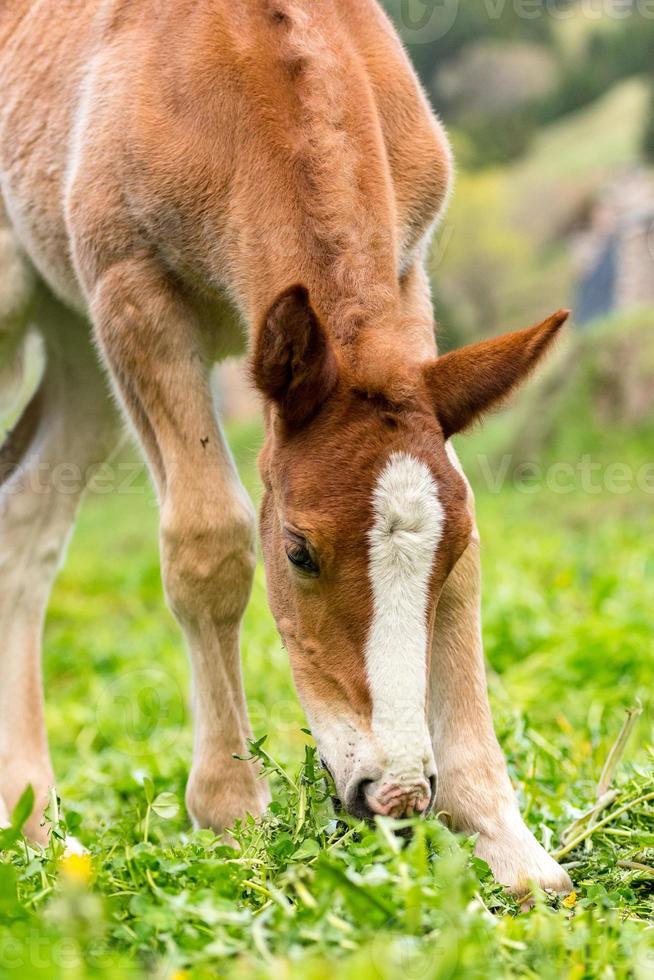 Foals on a summer pasture. photo