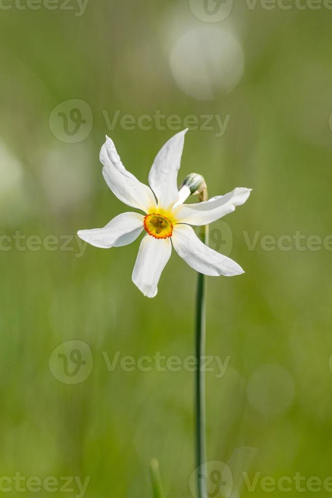 Grandalla. Narcissus poeticus Symbolic flower of Andorra photo