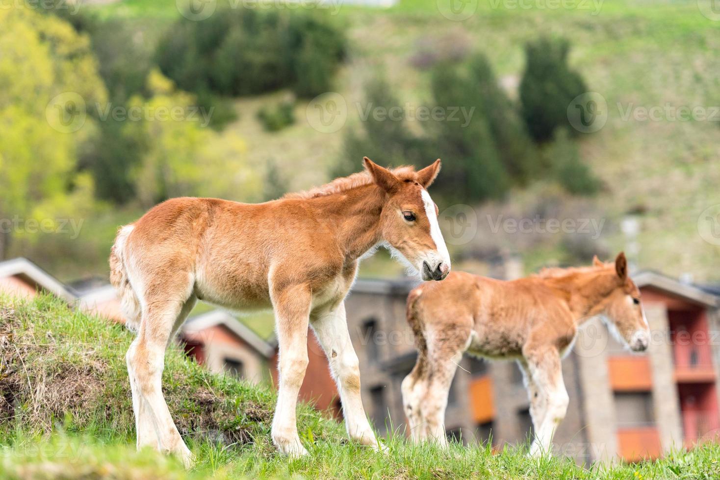 Foals on a summer pasture. photo