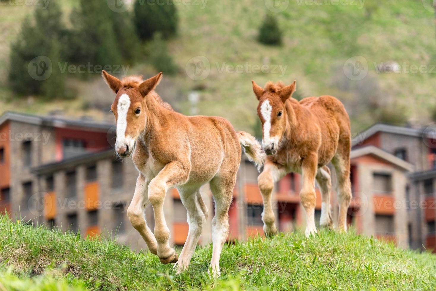 Foals on a summer pasture. photo