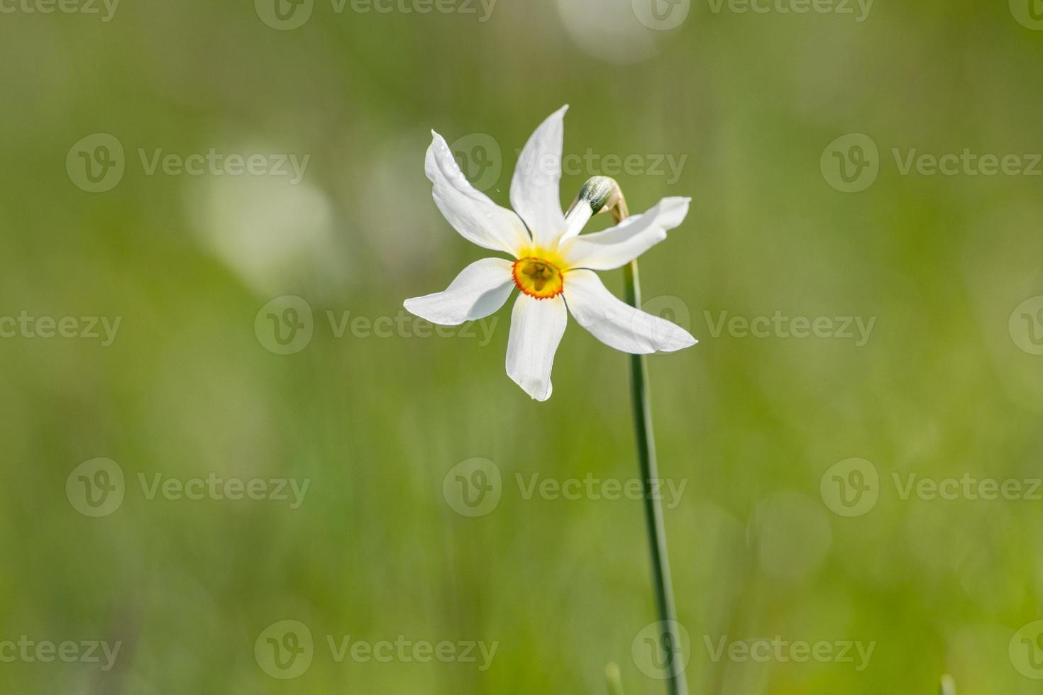 Grandalla. Narcissus poeticus Symbolic flower of Andorra photo