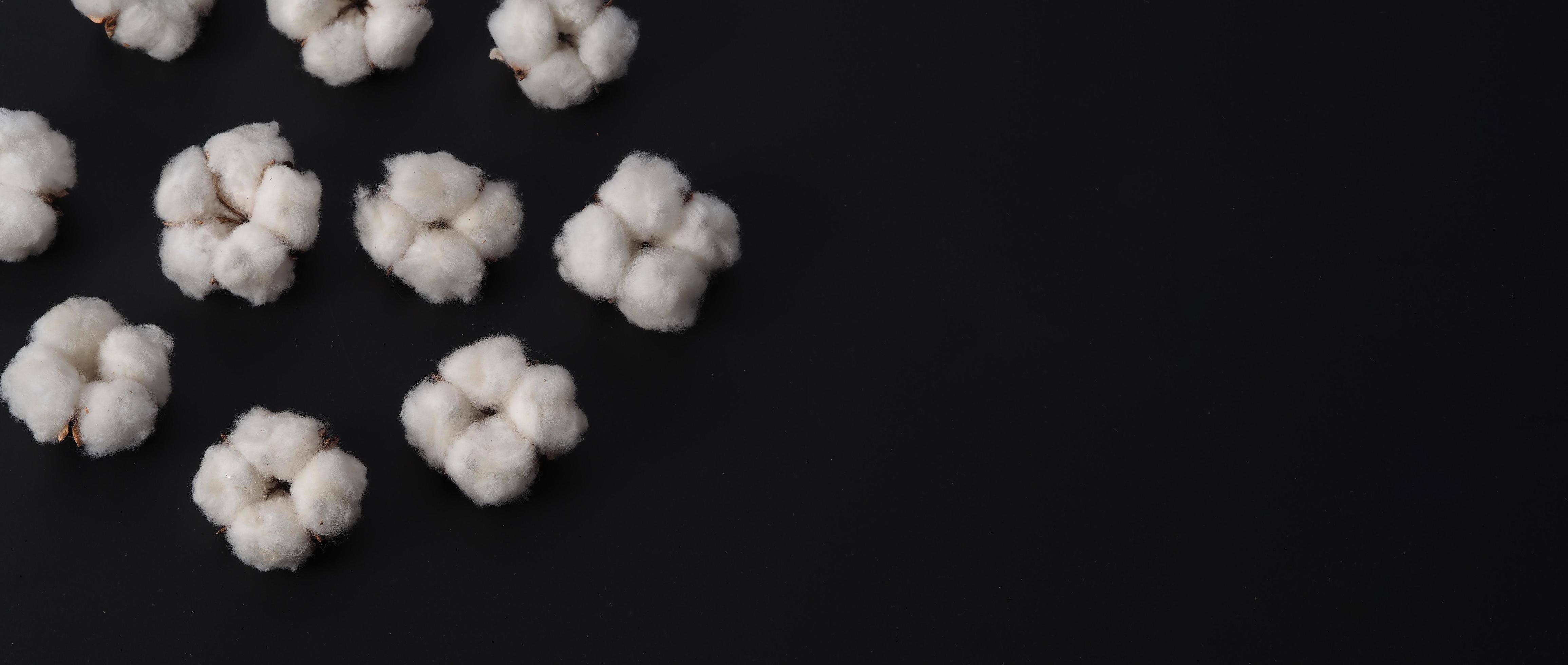Cotton flowers isolated on black background. 3533814 Stock Photo at