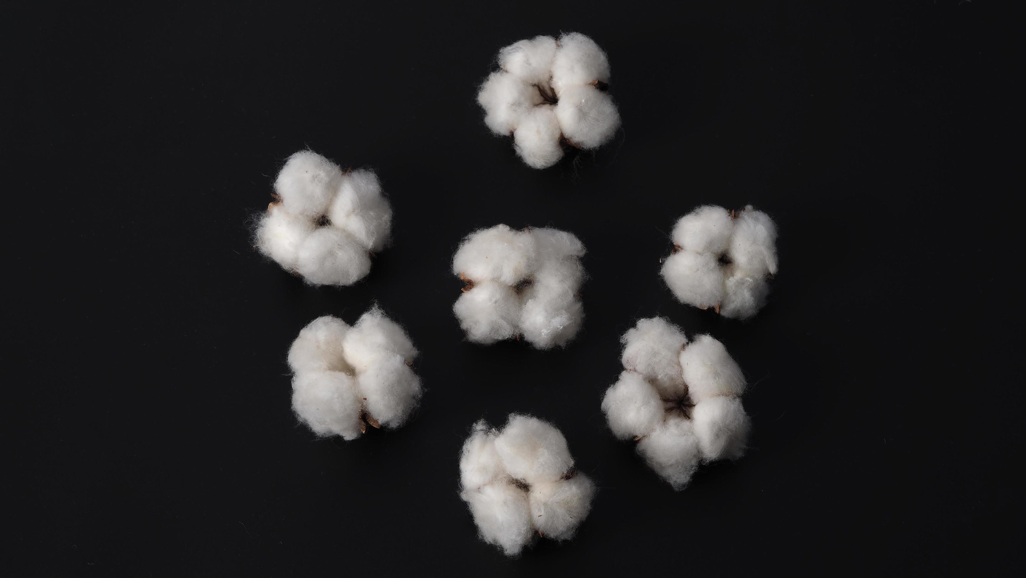 Cotton flowers isolated on black background. 3533816 Stock Photo at