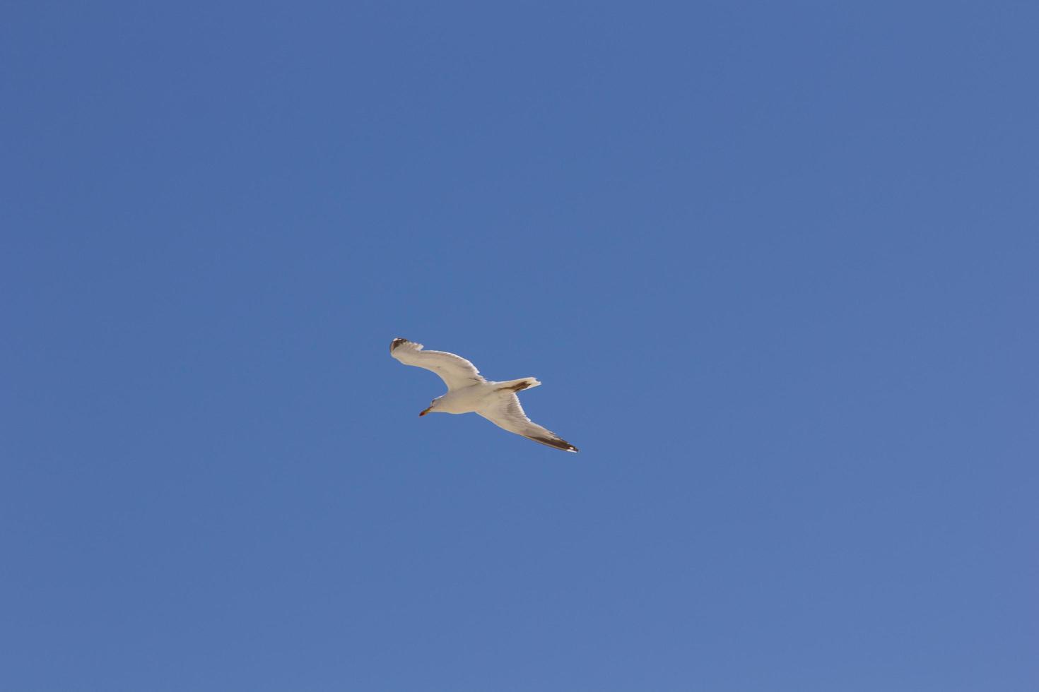 Seagull, bird that is usually at sea. photo