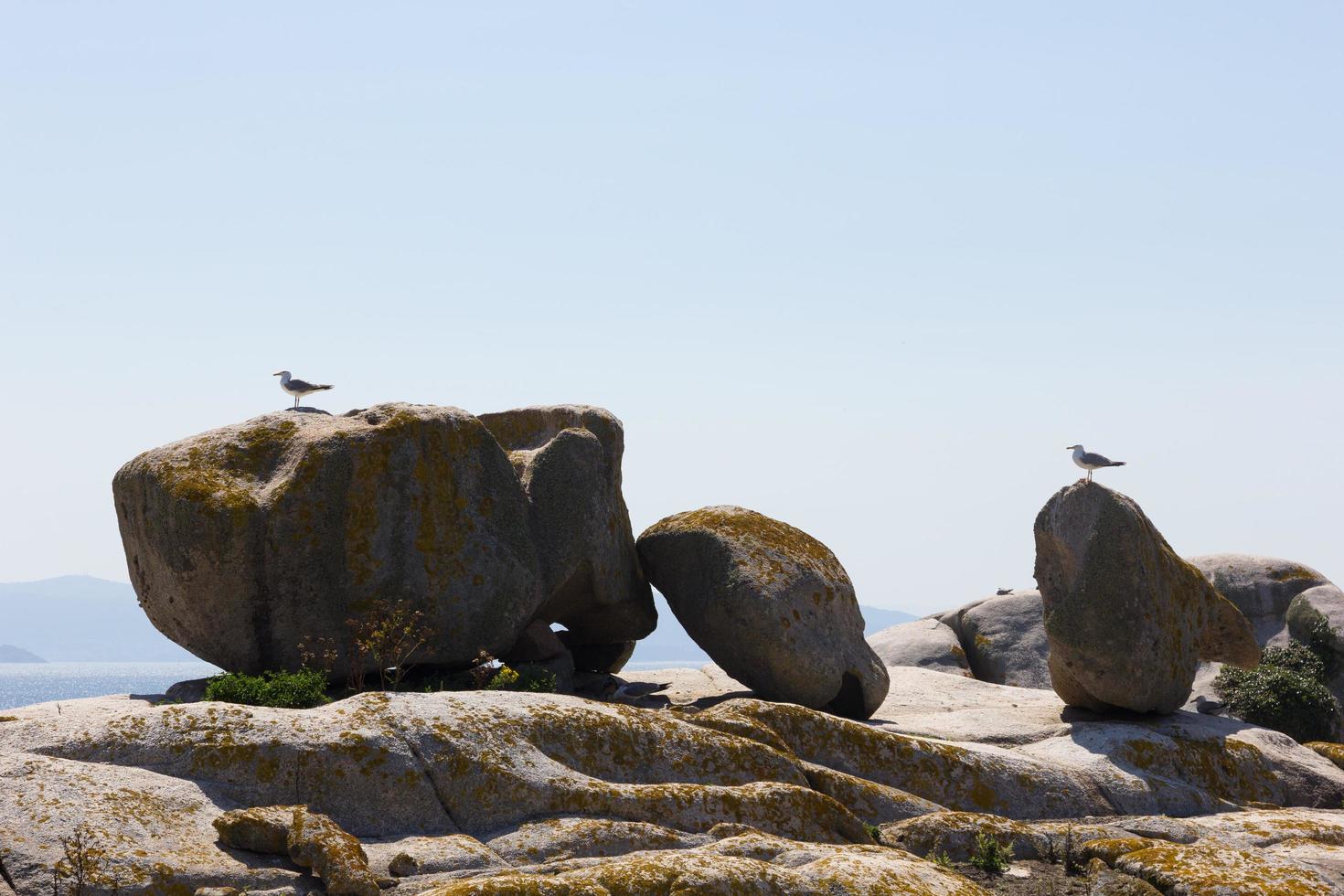 Seagull, bird that is usually at sea. photo