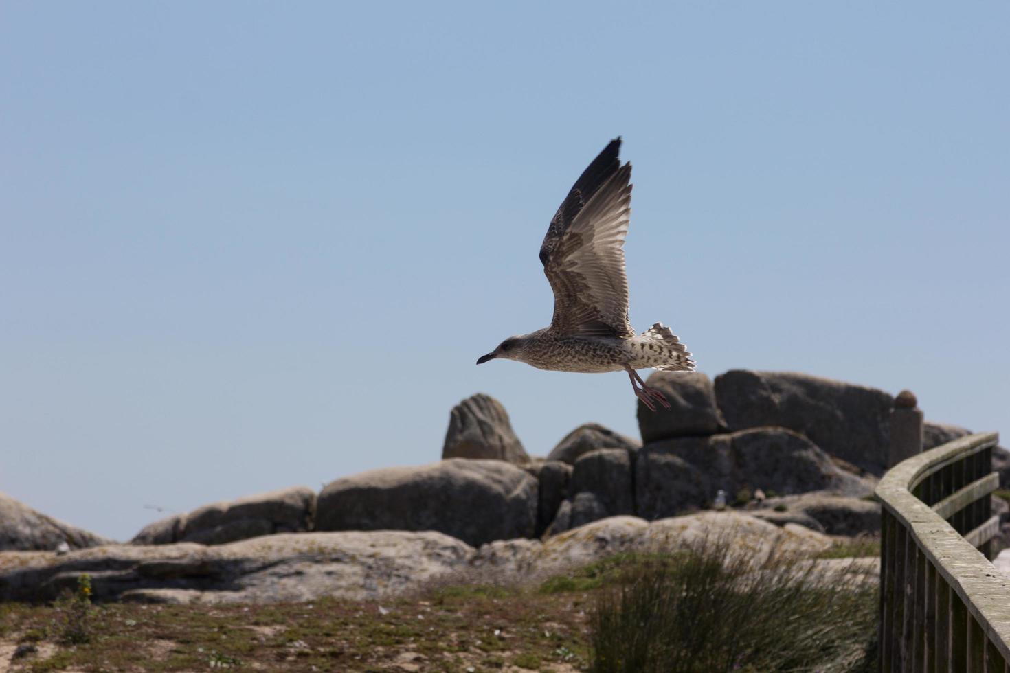 Seagull, bird that is usually at sea. photo