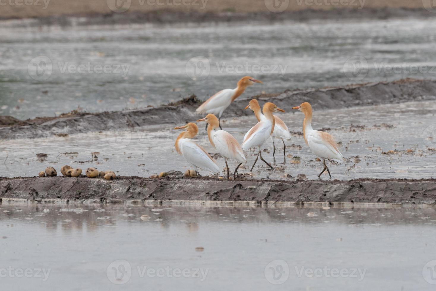 Las garcetas bueyeras se quedan en los campos para alimentarse, descansar y volar. foto