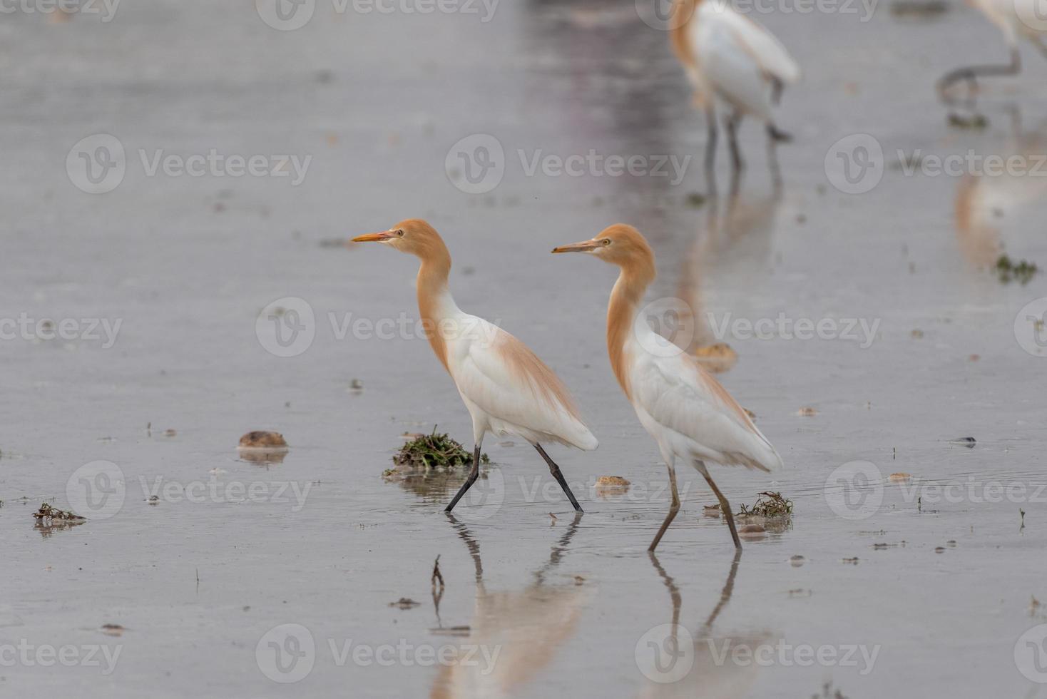 Cattle egrets stay in the fields for food, rest and fly photo