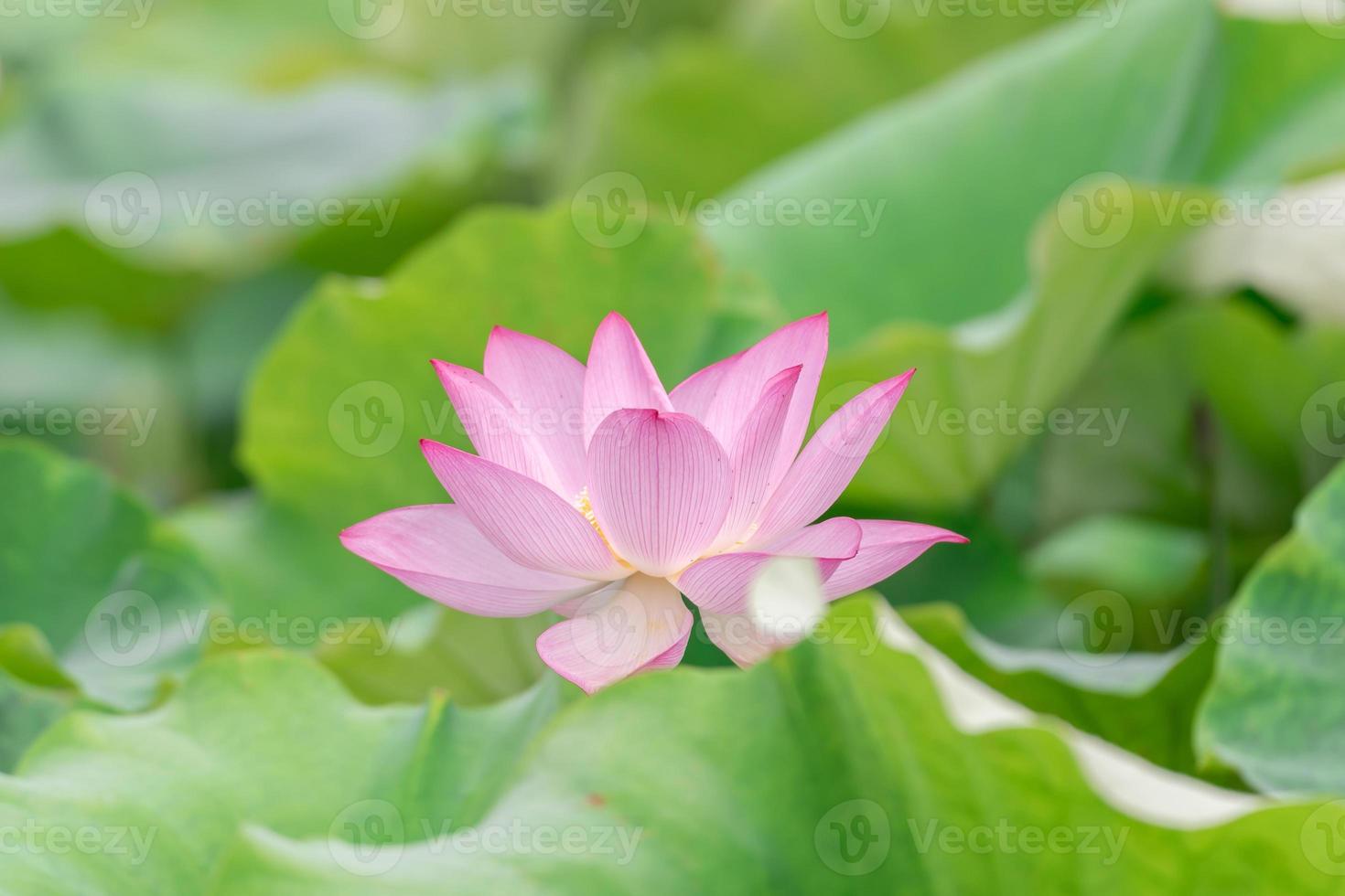 A pink lotus flower on a green lotus leaf background photo