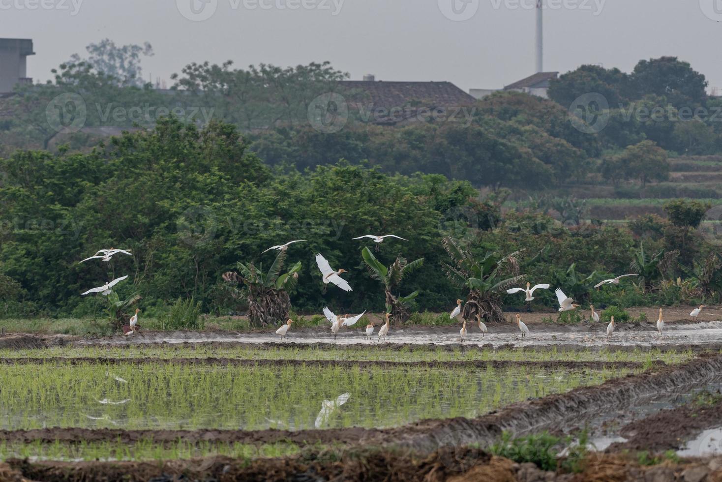 una manada de garcetas bueyeras se queda en campos o árboles foto