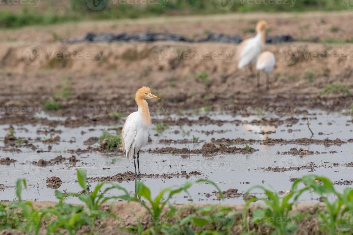 Cattle egrets stay in the fields for food, rest and fly photo