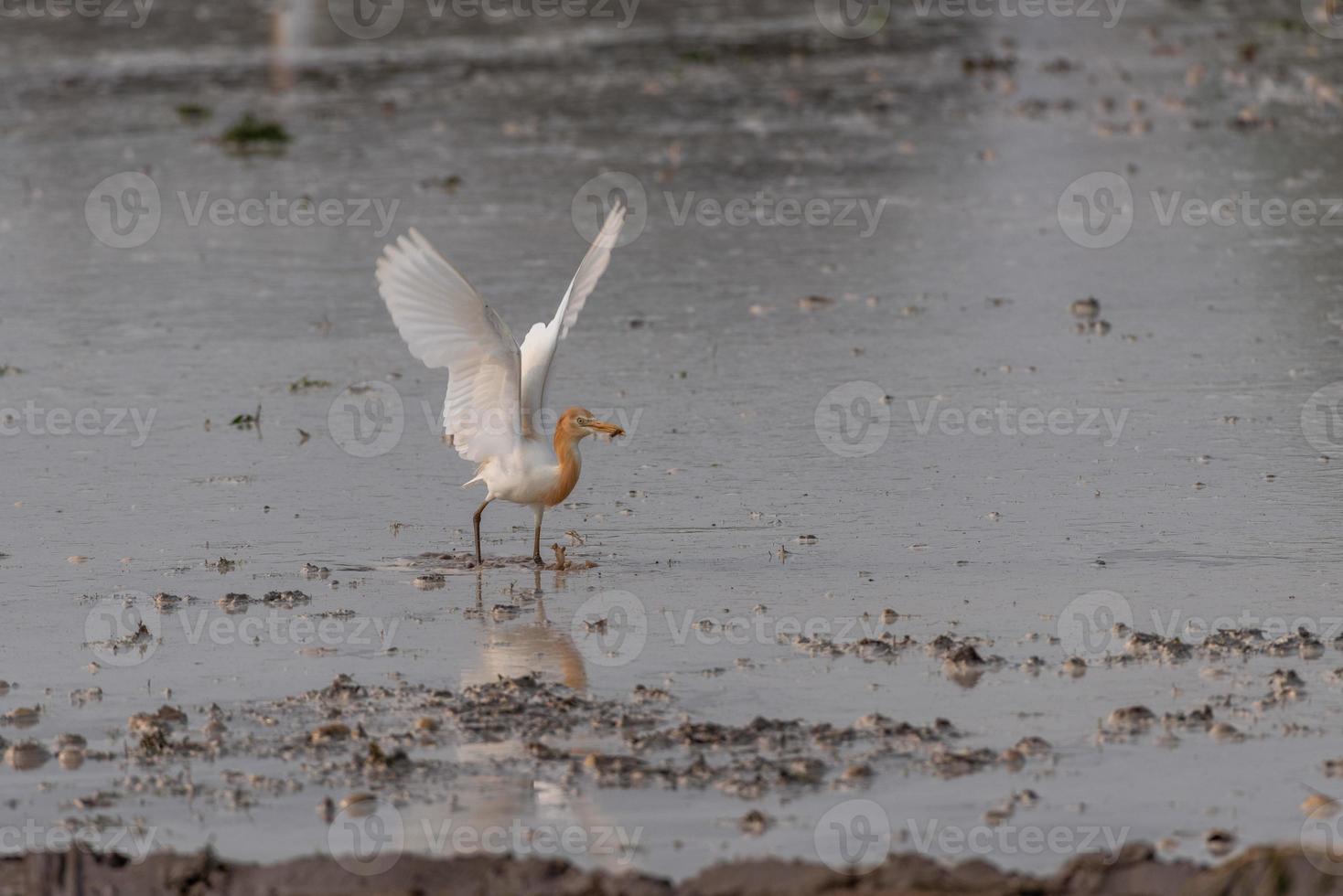 Las garcetas bueyeras se quedan en los campos para alimentarse, descansar y volar. foto