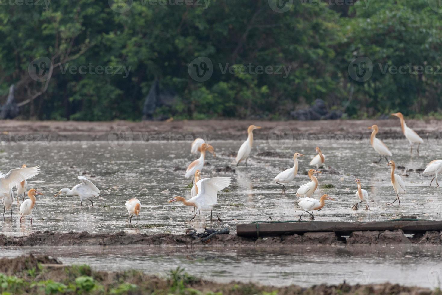 A herd of cattle egrets stay in fields or trees photo