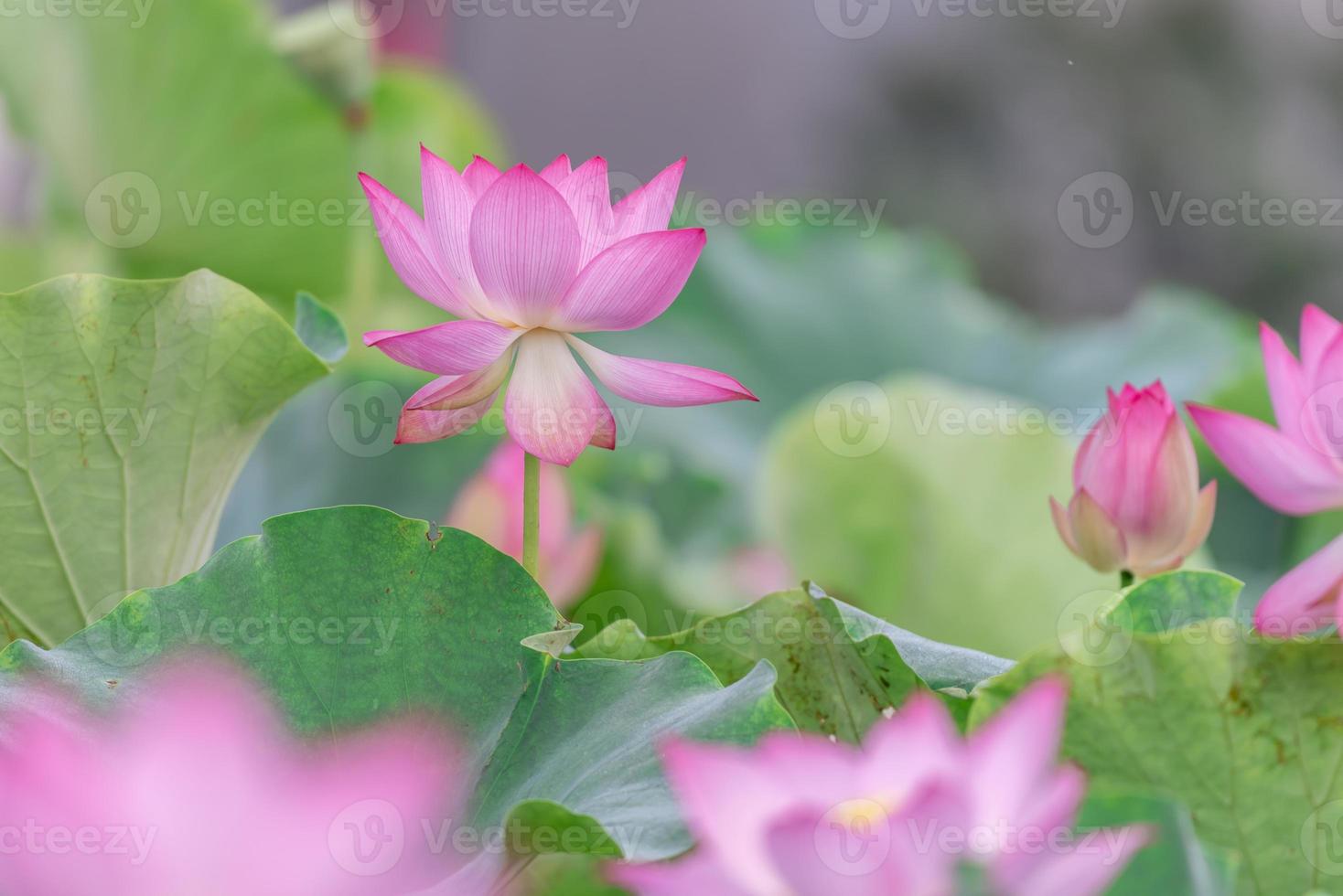 There are many pink lotus flowers in the lotus pond photo