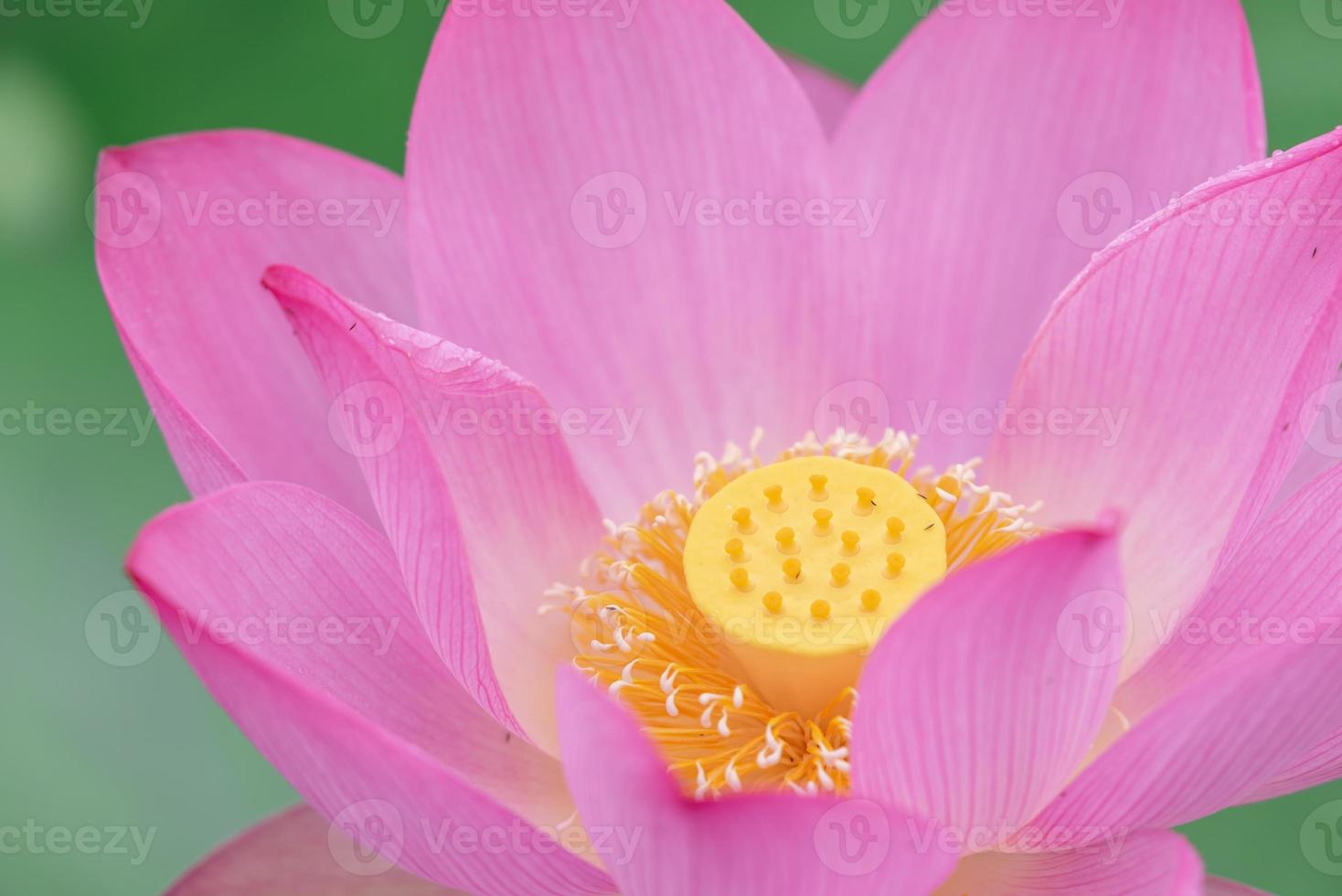 A pink lotus flower on a green lotus leaf background photo