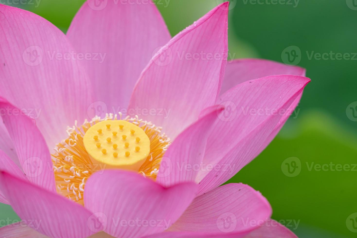 A pink lotus flower on a green lotus leaf background photo