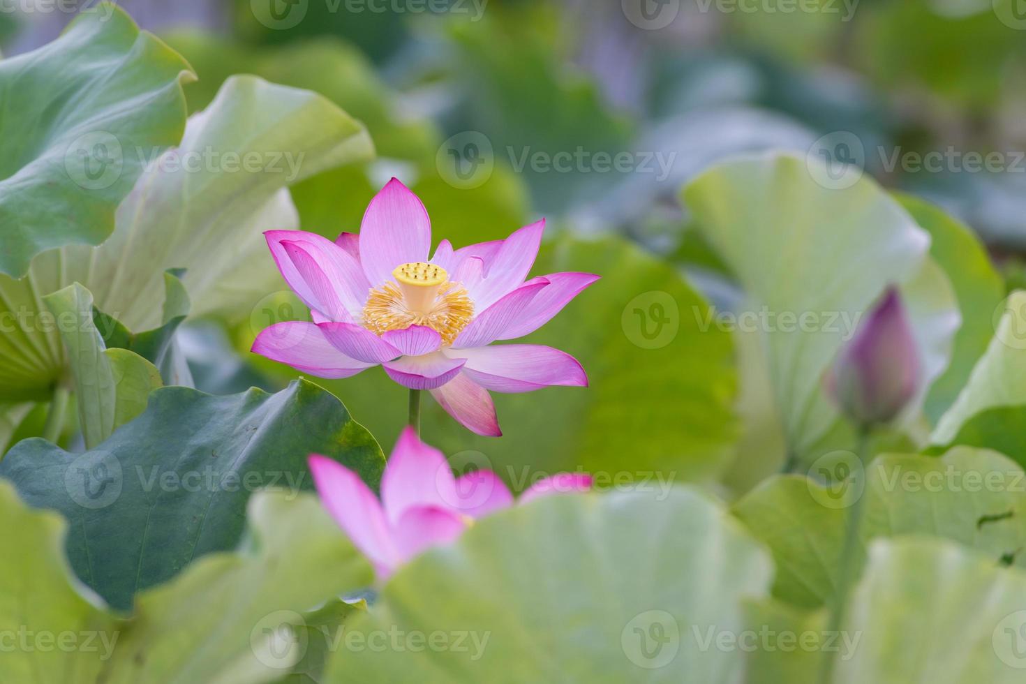 hay muchas flores de loto rosa en el estanque de lotos foto