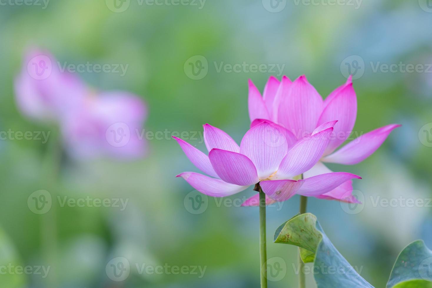 hay muchas flores de loto rosa en el estanque de lotos foto