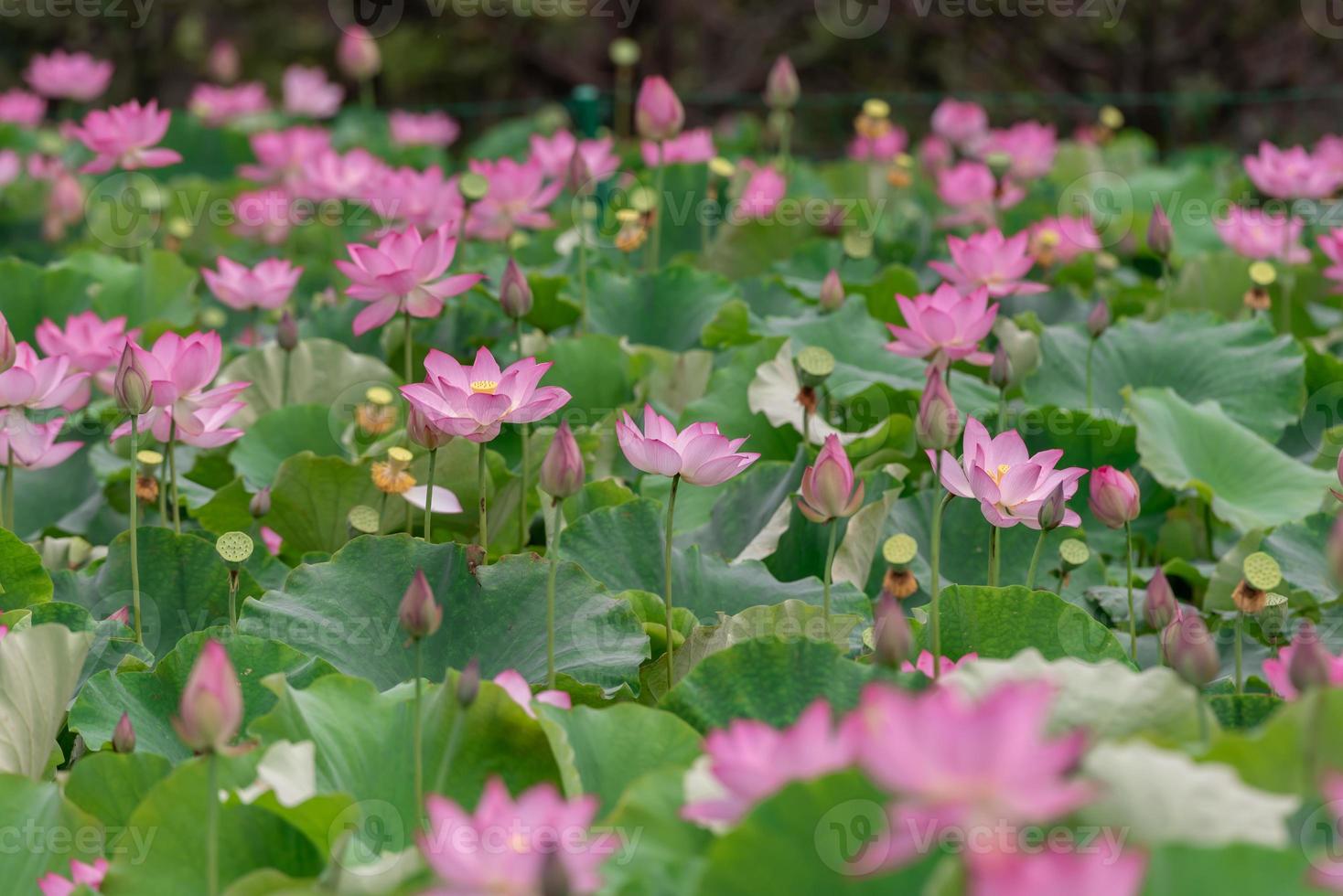 There are many pink lotus flowers in the lotus pond photo