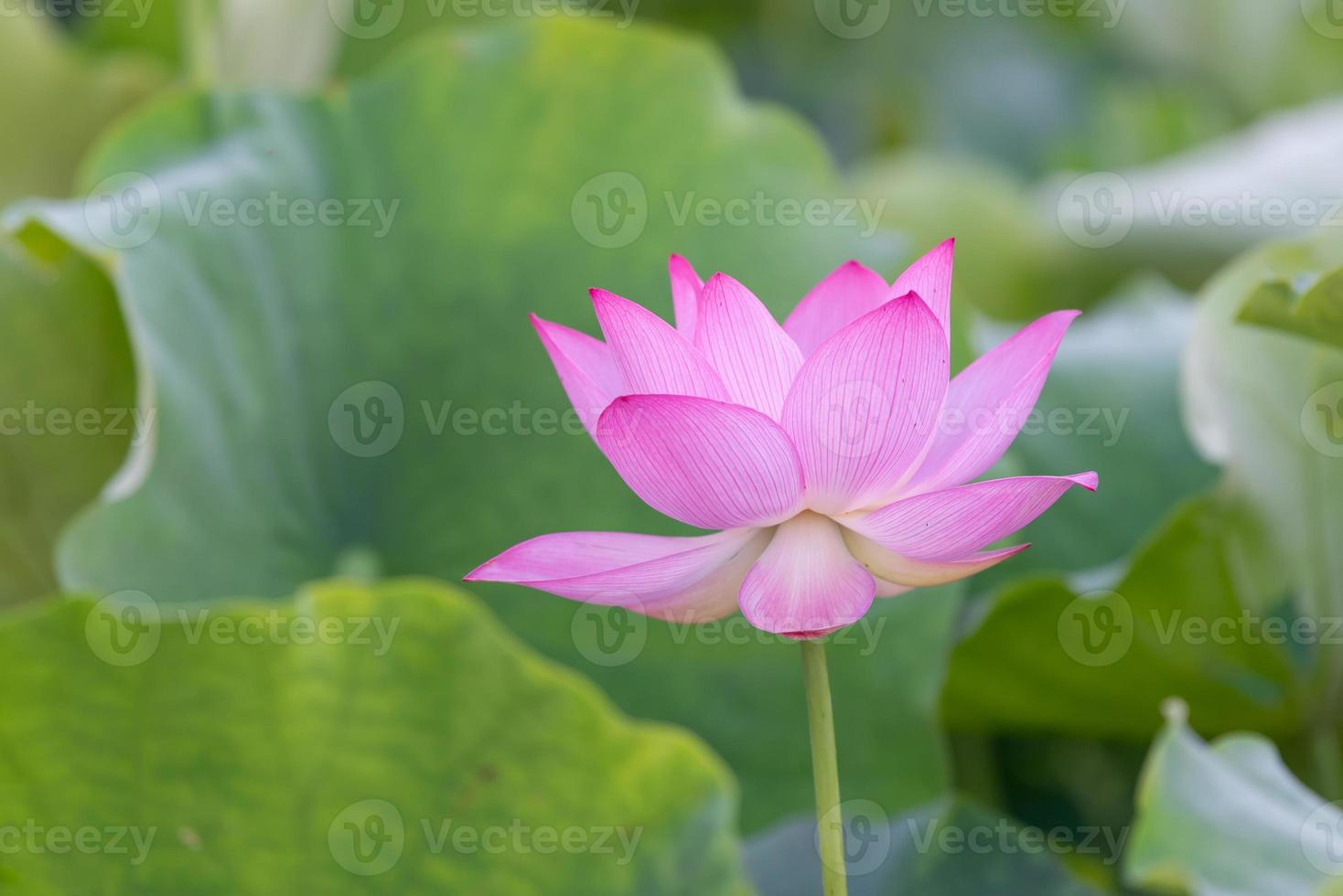 A pink lotus flower on a green lotus leaf background photo