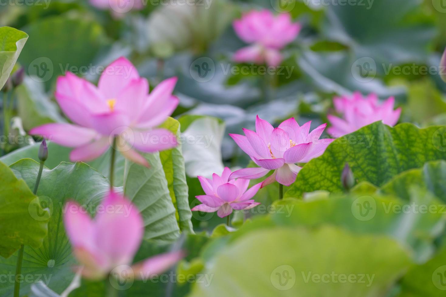 There are many pink lotus flowers in the lotus pond photo