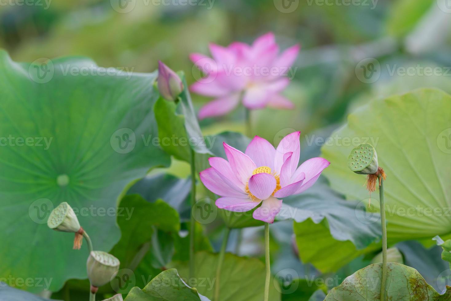 There are many pink lotus flowers in the lotus pond photo