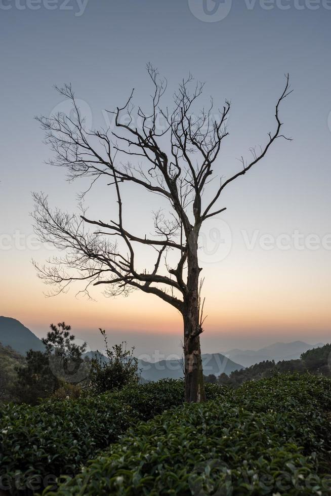 The golden sky at dusk and the silhouette of black trees on the mountains photo