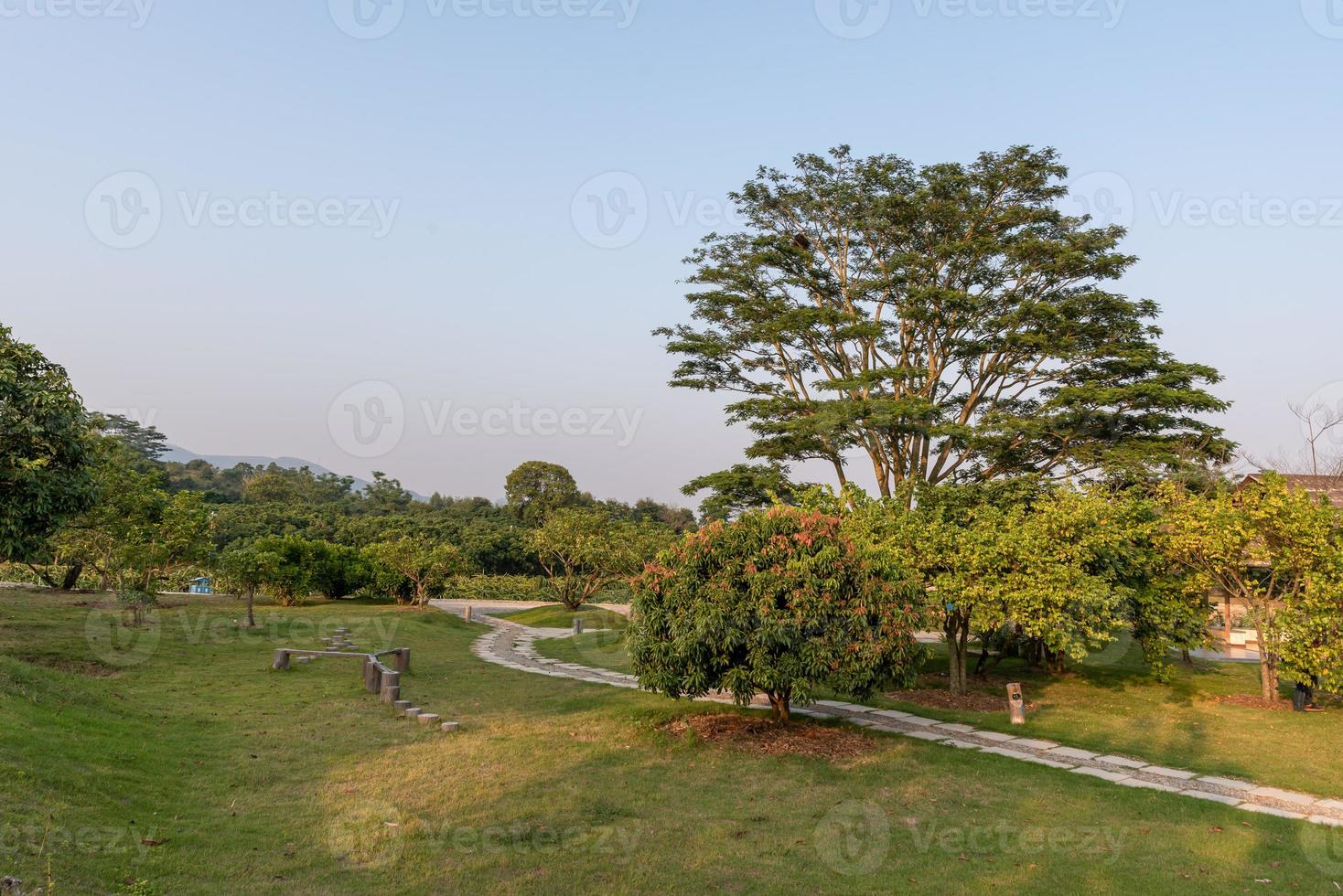 árboles altos con miradas extrañas en el parque foto