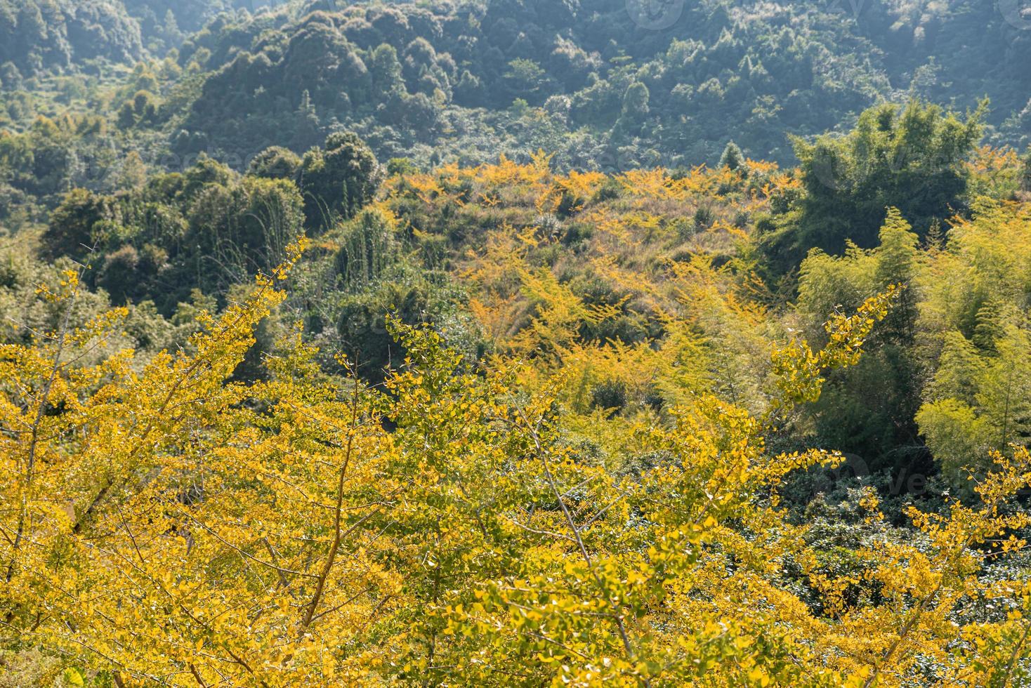 las hojas de los árboles de ginkgo en la ladera se vuelven amarillas en otoño foto